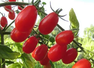 Cherry tomatoes: varieties for the greenhouse