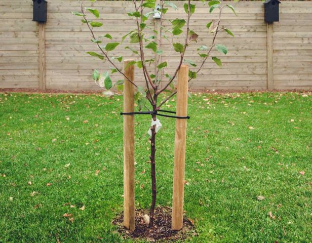 Cherry transplantation to a new place in spring, summer: terms and rules