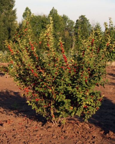 Cherry transplantation to a new place in spring, summer: terms and rules