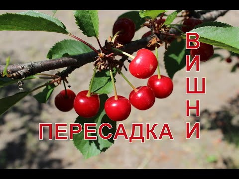 Cherry transplantation to a new place in spring, summer: terms and rules