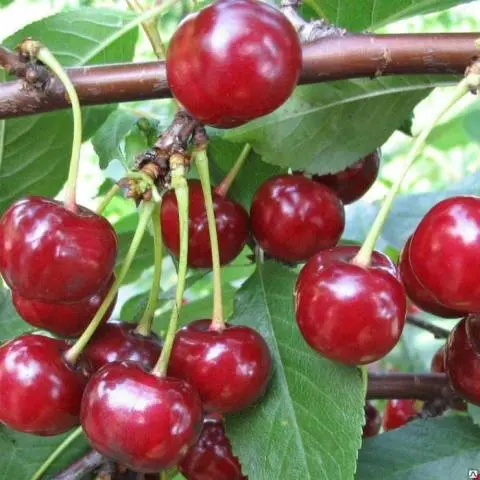 Cherry Turgenevskaya (Turgenevka)