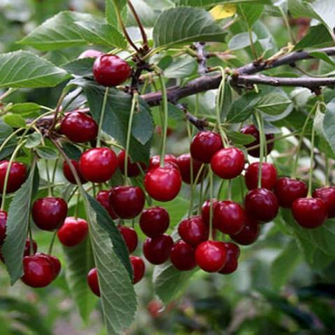 Cherry Turgenevskaya (Turgenevka)