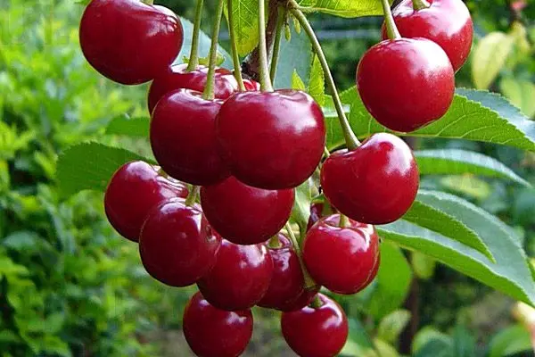 Cherry Turgenevskaya: variety description with photo and video