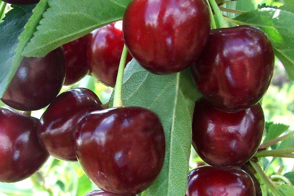 Cherry Turgenevskaya: variety description with photo and video