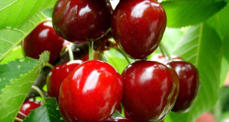 Cherry Turgenevskaya: variety description with photo and video