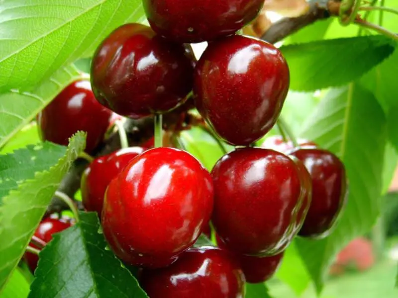 Cherry Turgenevskaya: variety description with photo and video