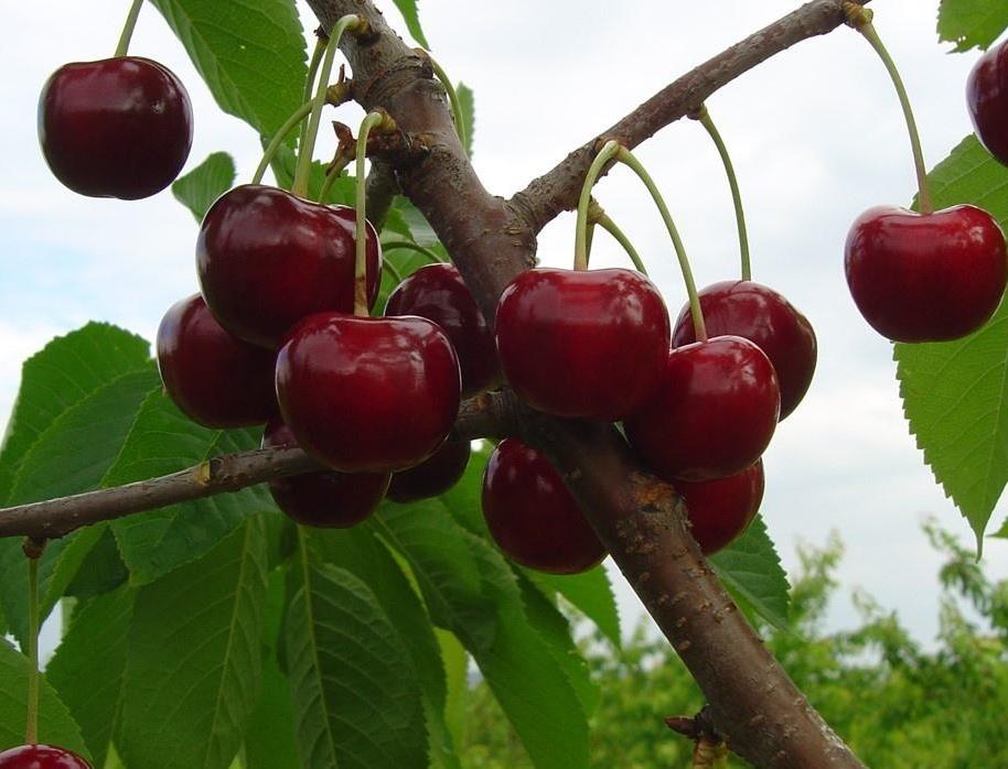 Cherry Tyutchevka