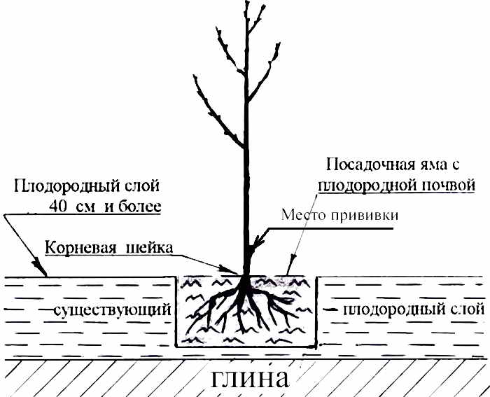 Cherry Tyutchevka