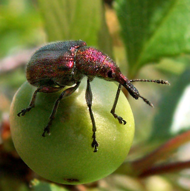 Cherry Tyutchevka