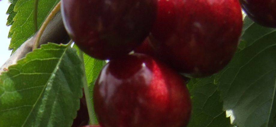 Cherry Tyutchevka