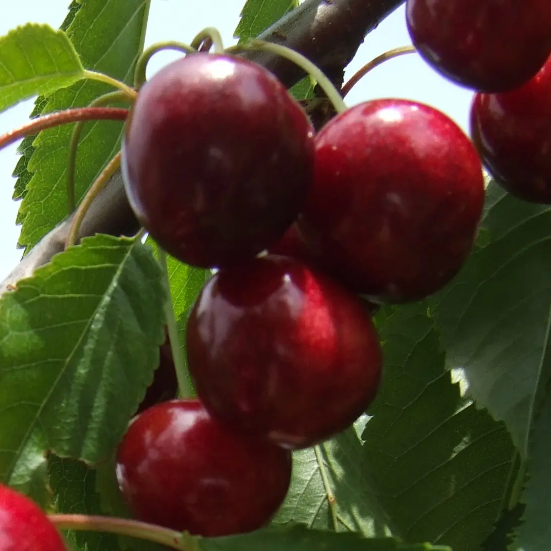 Cherry Tyutchevka