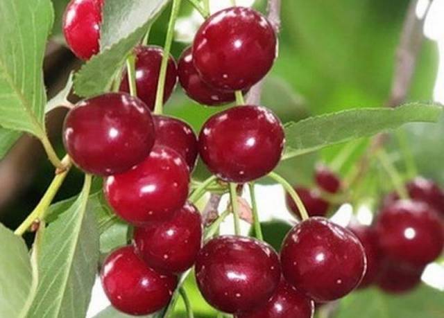 Cherry Ural Ruby