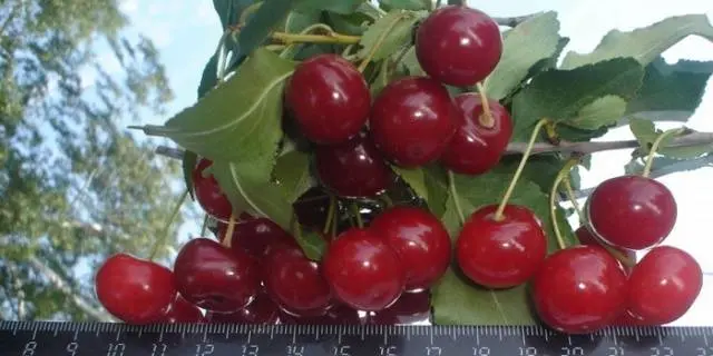 Cherry Ural Ruby