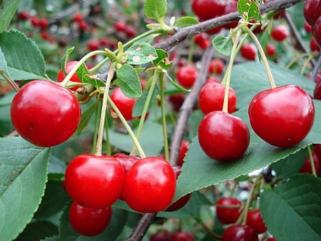 Cherry Ural Ruby