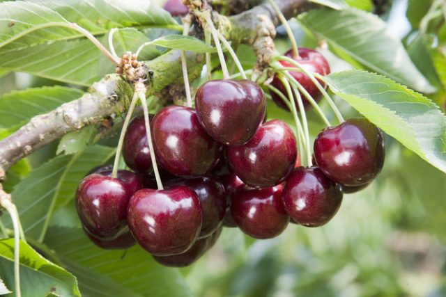 Cherry varieties for the Leningrad region