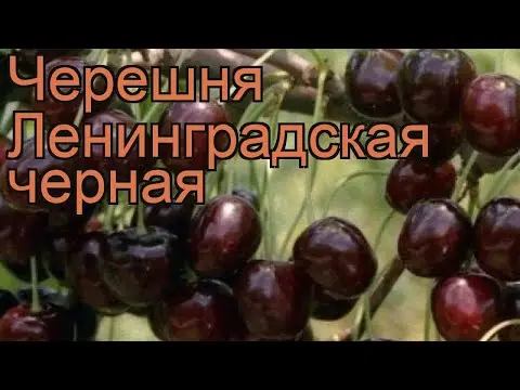 Cherry varieties for the Leningrad region