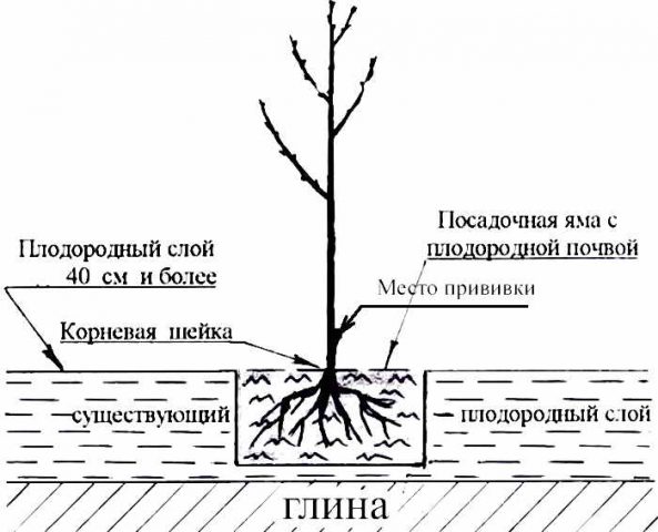 Cherry varieties for the Leningrad region