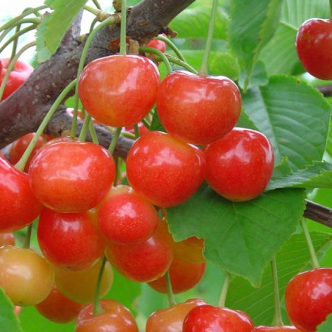 Cherry varieties for the Leningrad region