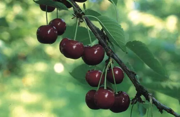 Cherry varieties for the Leningrad region