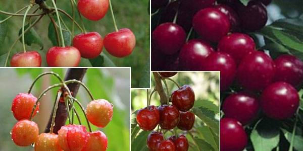 Cherry varieties: for the Urals, Moscow region, self-fertile, undersized