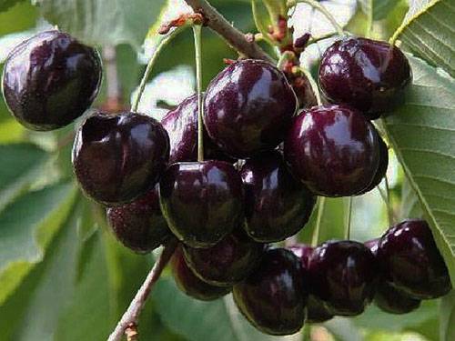 Cherry varieties: for the Urals, Moscow region, self-fertile, undersized