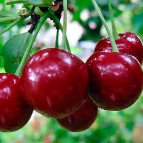 Cherry varieties: for the Urals, Moscow region, self-fertile, undersized