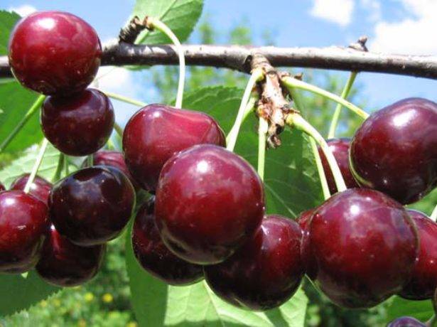 Cherry varieties: for the Urals, Moscow region, self-fertile, undersized