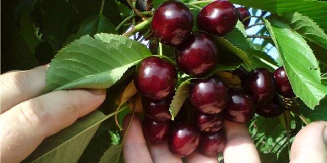 Cherry varieties: for the Urals, Moscow region, self-fertile, undersized