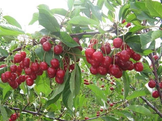 Cherry varieties: for the Urals, Moscow region, self-fertile, undersized