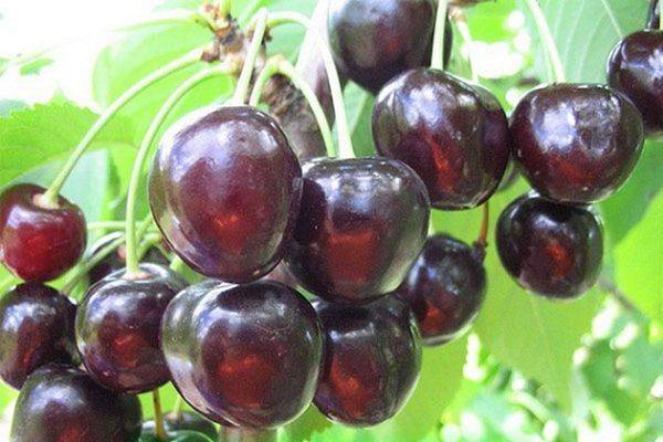 Cherry varieties: for the Urals, Moscow region, self-fertile, undersized