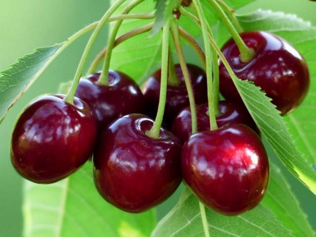 Cherry varieties: for the Urals, Moscow region, self-fertile, undersized