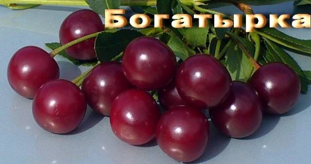 Cherry varieties: for the Urals, Moscow region, self-fertile, undersized