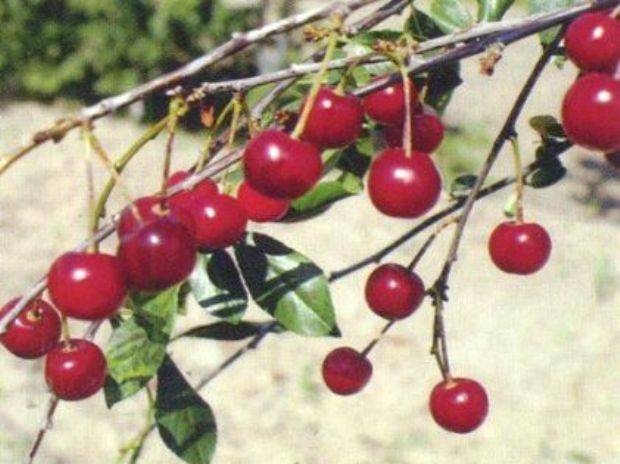 Cherry varieties: for the Urals, Moscow region, self-fertile, undersized