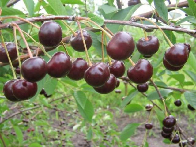 Cherry varieties: for the Urals, Moscow region, self-fertile, undersized