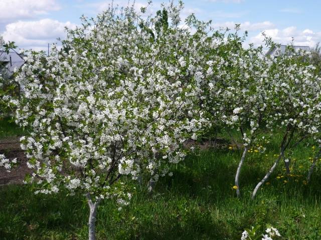 Cherry varieties: for the Urals, Moscow region, self-fertile, undersized