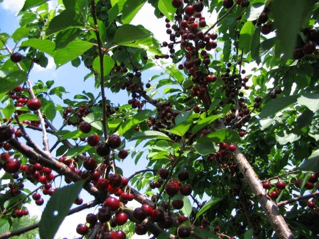 Cherry varieties: for the Urals, Moscow region, self-fertile, undersized