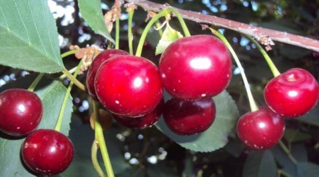 Cherry varieties: for the Urals, Moscow region, self-fertile, undersized