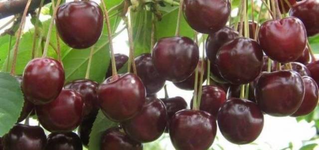 Cherry varieties: for the Urals, Moscow region, self-fertile, undersized