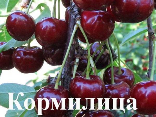 Cherry varieties: for the Urals, Moscow region, self-fertile, undersized