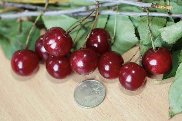 Cherry varieties: for the Urals, Moscow region, self-fertile, undersized