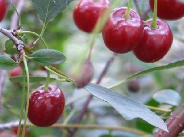 Cherry varieties: for the Urals, Moscow region, self-fertile, undersized