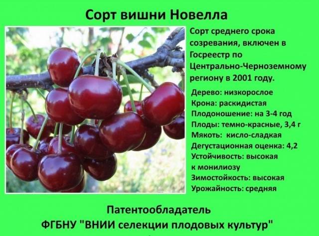 Cherry varieties: for the Urals, Moscow region, self-fertile, undersized