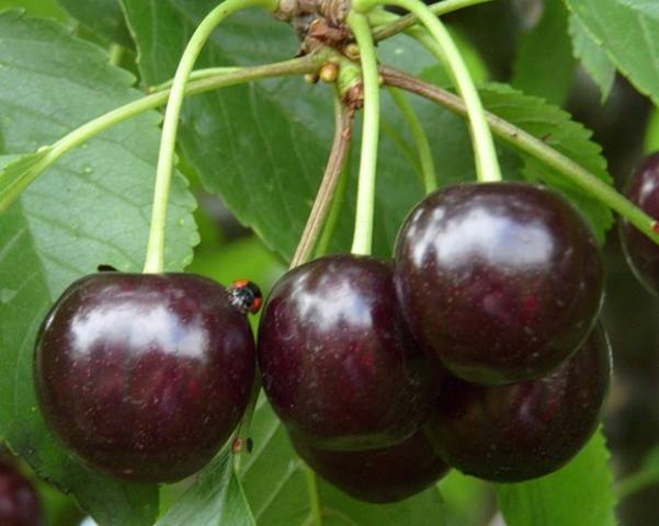 Cherry varieties: for the Urals, Moscow region, self-fertile, undersized