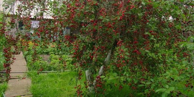 Cherry varieties: for the Urals, Moscow region, self-fertile, undersized