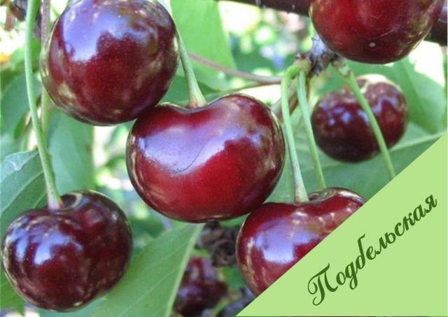 Cherry varieties: for the Urals, Moscow region, self-fertile, undersized