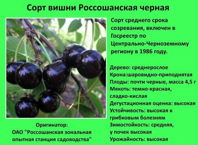 Cherry varieties: for the Urals, Moscow region, self-fertile, undersized