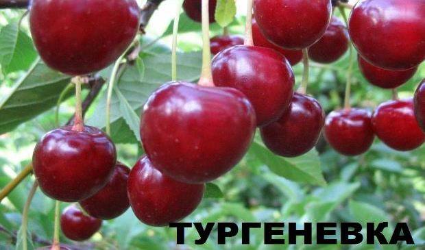 Cherry varieties: for the Urals, Moscow region, self-fertile, undersized