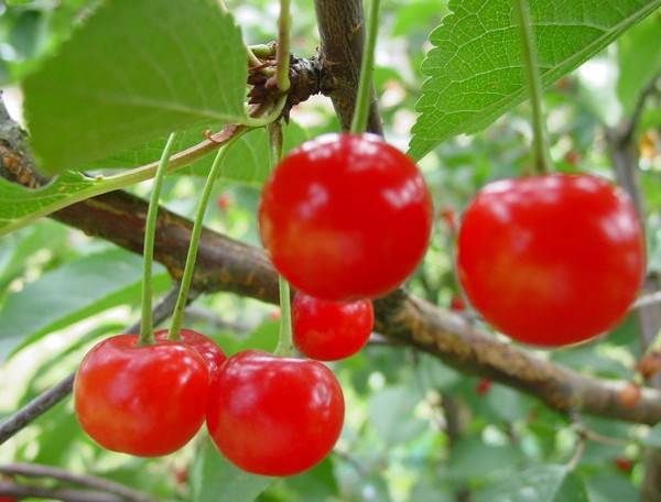 Cherry varieties: for the Urals, Moscow region, self-fertile, undersized