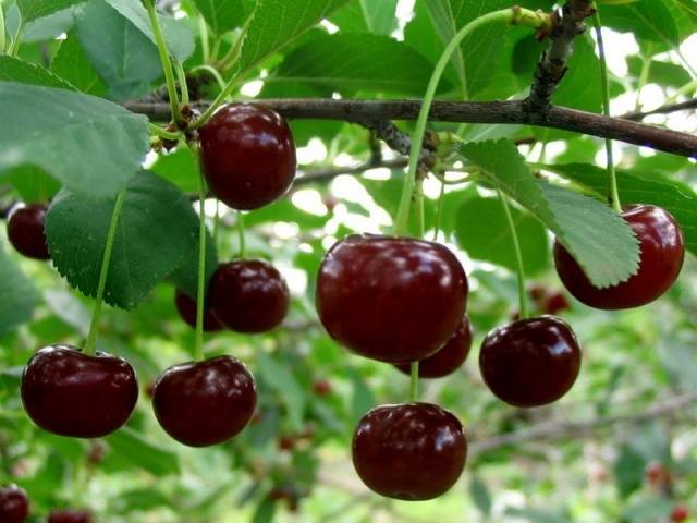 Cherry varieties: for the Urals, Moscow region, self-fertile, undersized