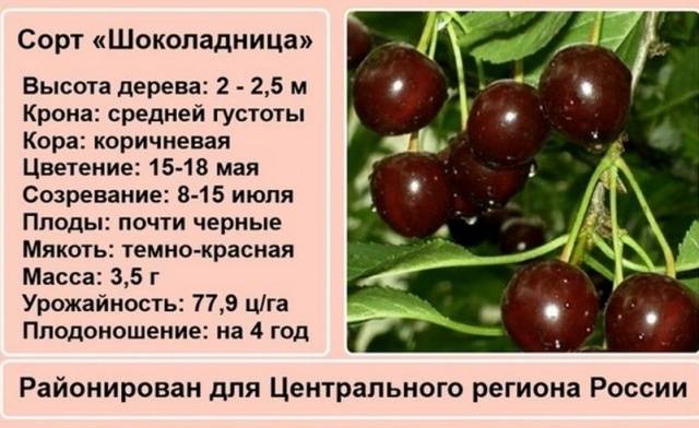 Cherry varieties: for the Urals, Moscow region, self-fertile, undersized